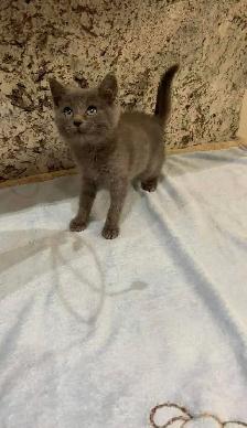 Beautiful Russian blue kittens - Photo 7