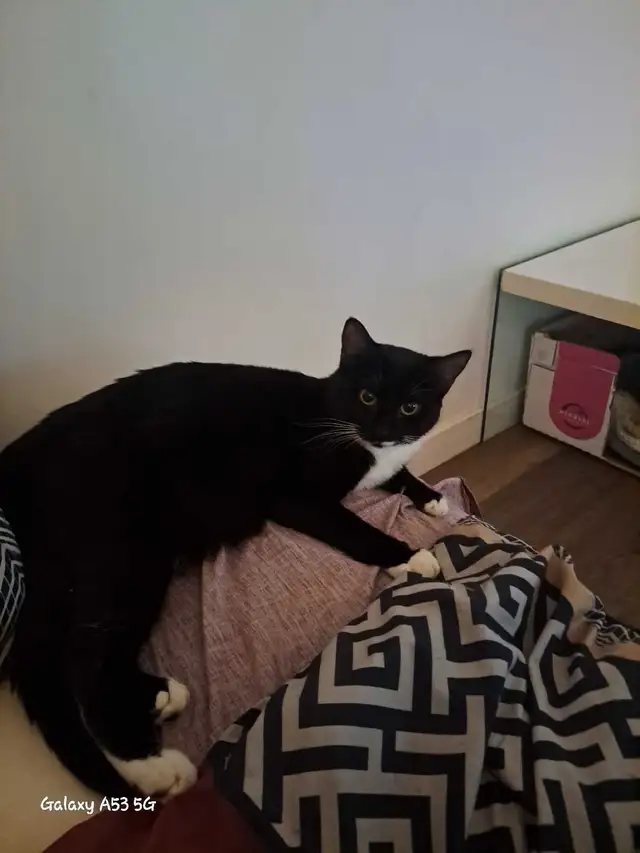 mom cat is expecting kittens in an week