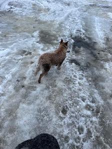 red heeler - Photo 2