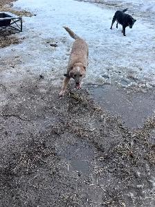 red heeler - Photo 3