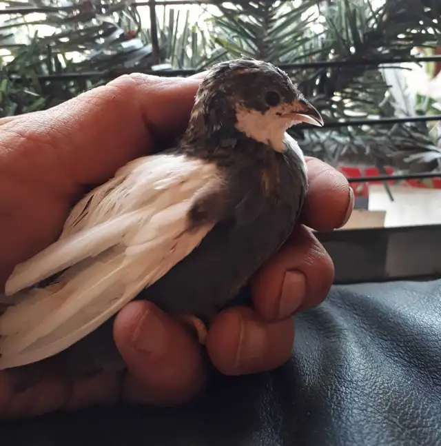 ISO Button Quail
