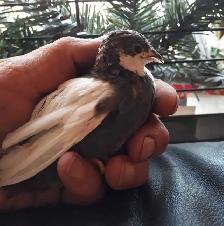 ISO Button Quail