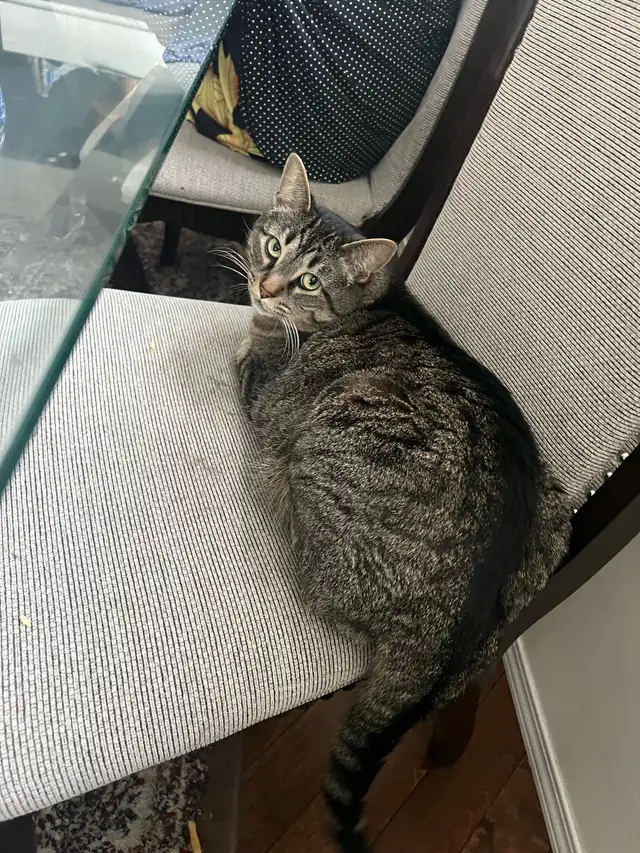 Misssing Cat Please Contact If Found