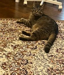 Misssing Cat Please Contact If Found - Photo 2