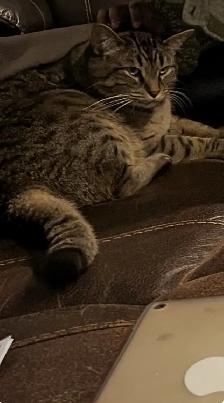 Misssing Cat Please Contact If Found - Photo 3