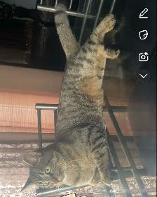 Misssing Cat Please Contact If Found - Photo 4