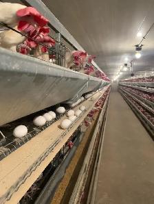 Laying Hens for Sale