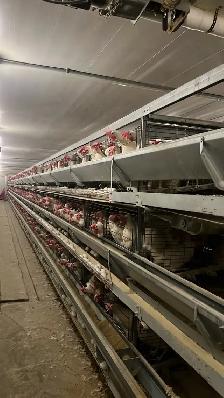Laying Hens for Sale - Photo 2