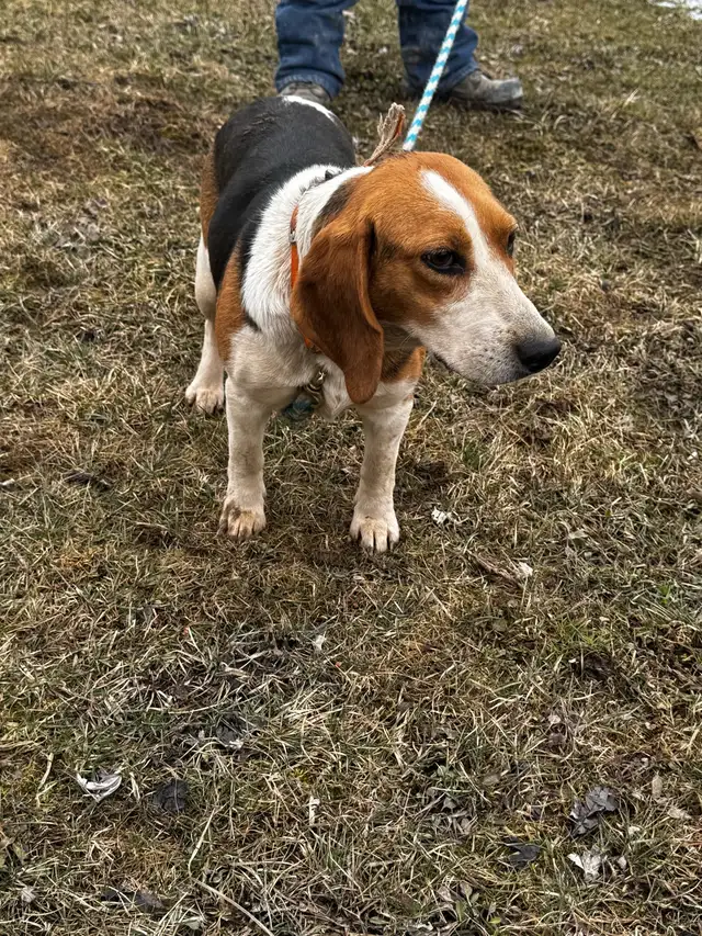 2-Year-Old Beagle-Walker Female