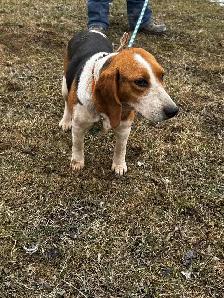 2-Year-Old Beagle-Walker Female