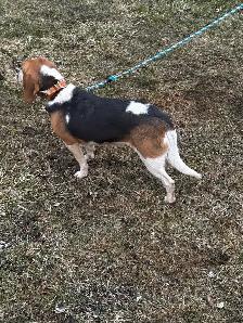 2-Year-Old Beagle-Walker Female - Photo 2