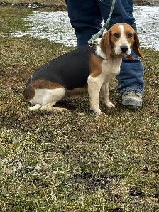 2-Year-Old Beagle-Walker Female - Photo 3