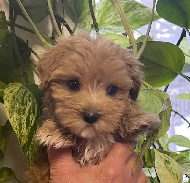 Maltipoo Puppies