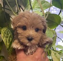 Maltipoo Puppies