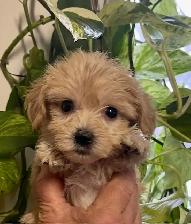Maltipoo Puppies - Photo 2