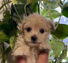 Maltipoo Puppies - Photo 3