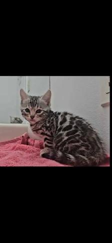 Chatons Bengal silver, prêts à partir ! - Photo 2