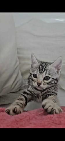 Chatons Bengal silver, prêts à partir ! - Photo 3