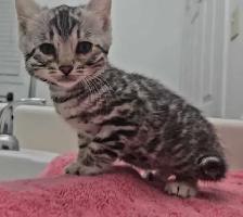 Chatons Bengal silver, prêts à partir ! - Photo 4