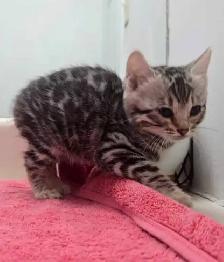 Chatons Bengal silver, prêts à partir ! - Photo 5