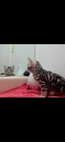 Chatons Bengal silver, prêts à partir ! - Photo 6