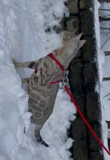 Chatons Bengal silver, prêts à partir ! - Photo 8