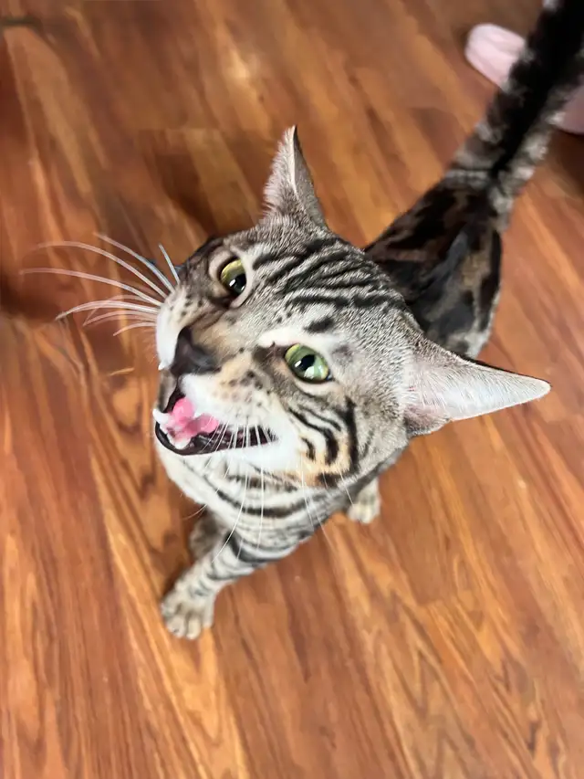 CHATONS BENGALS PRÊTS À PARTIR!!