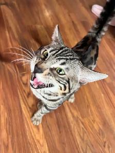 CHATONS BENGALS PRÊTS À PARTIR!!