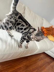 CHATONS BENGALS PRÊTS À PARTIR!! - Photo 2