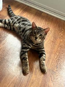 CHATONS BENGALS PRÊTS À PARTIR!! - Photo 3