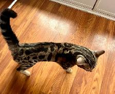 CHATONS BENGALS PRÊTS À PARTIR!! - Photo 4