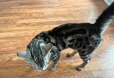 CHATONS BENGALS PRÊTS À PARTIR!! - Photo 5