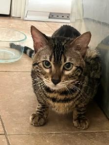 CHATONS BENGALS PRÊTS À PARTIR!! - Photo 6