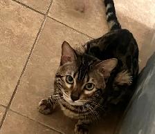 CHATONS BENGALS PRÊTS À PARTIR!! - Photo 7