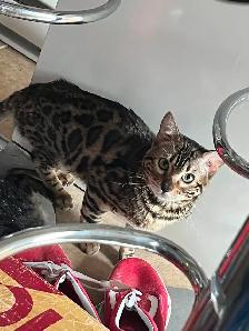 CHATONS BENGALS PRÊTS À PARTIR!! - Photo 8