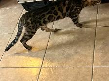 CHATONS BENGALS PRÊTS À PARTIR!! - Photo 9