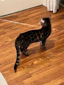 CHATONS BENGALS PRÊTS À PARTIR!! - Photo 10