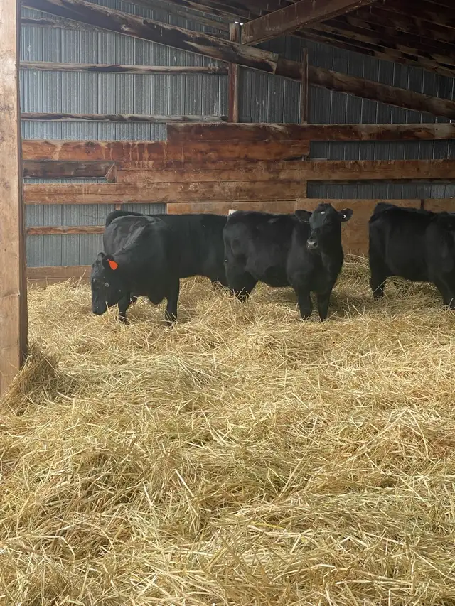 Angus X Steers and Heifers