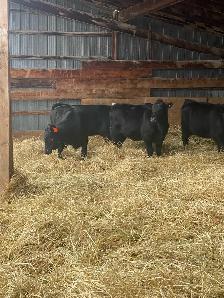 Angus X Steers and Heifers