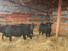 Angus X Steers and Heifers - Photo 2