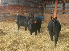 Angus X Steers and Heifers - Photo 3