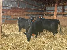 Angus X Steers and Heifers - Photo 4