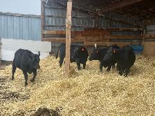 Angus X Steers and Heifers - Photo 5