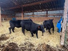Angus X Steers and Heifers - Photo 6