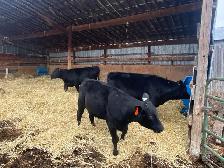 Angus X Steers and Heifers - Photo 7