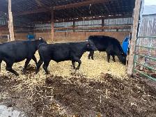 Angus X Steers and Heifers - Photo 8