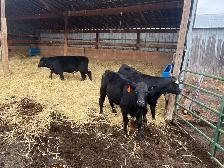 Angus X Steers and Heifers - Photo 9