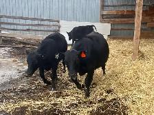 Angus X Steers and Heifers - Photo 10