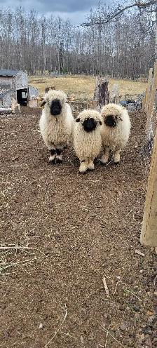 Babydoll and Valais Blacknose Lambs Available for Preordering!