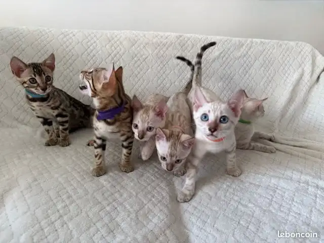 Chaton Bengal